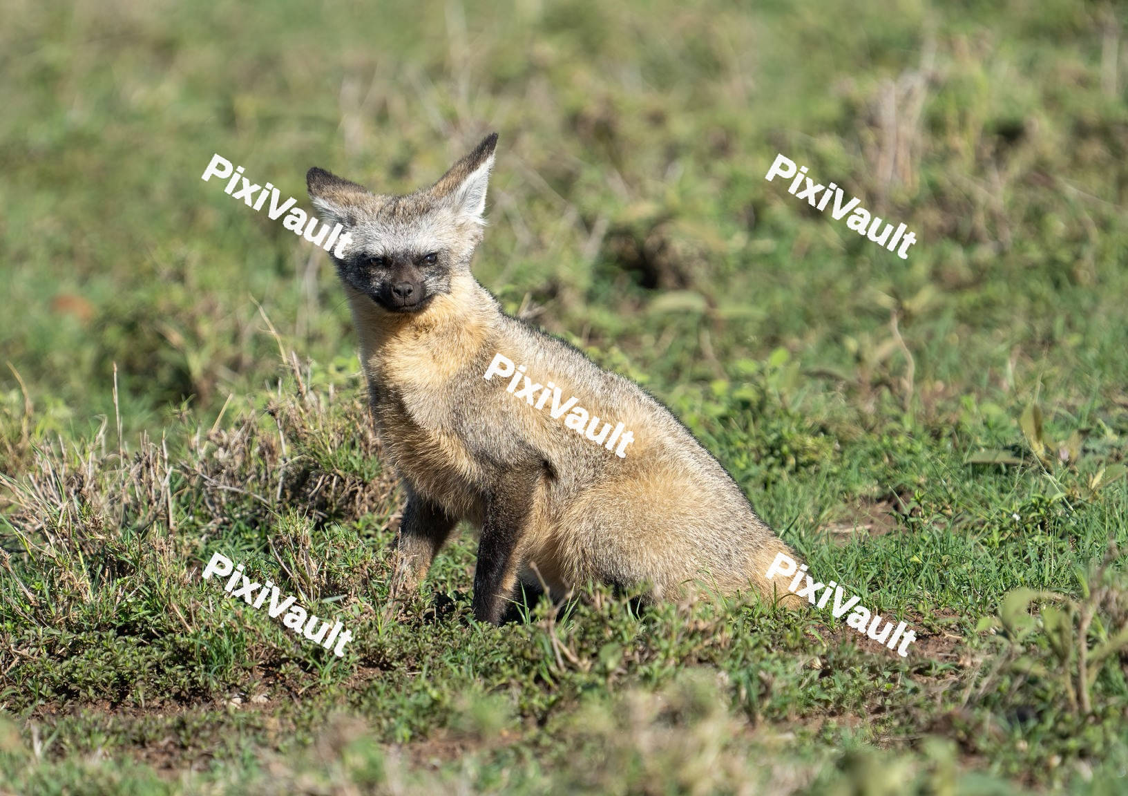 Bat-Eared Fox